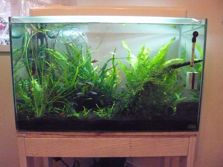 都内 個人宅様  60cm淡水魚水槽　メンテナンス事例 水槽画像２