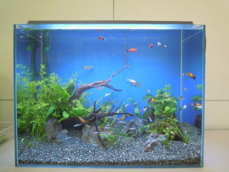 流木と水草を配置した青い背景の熱帯魚水槽