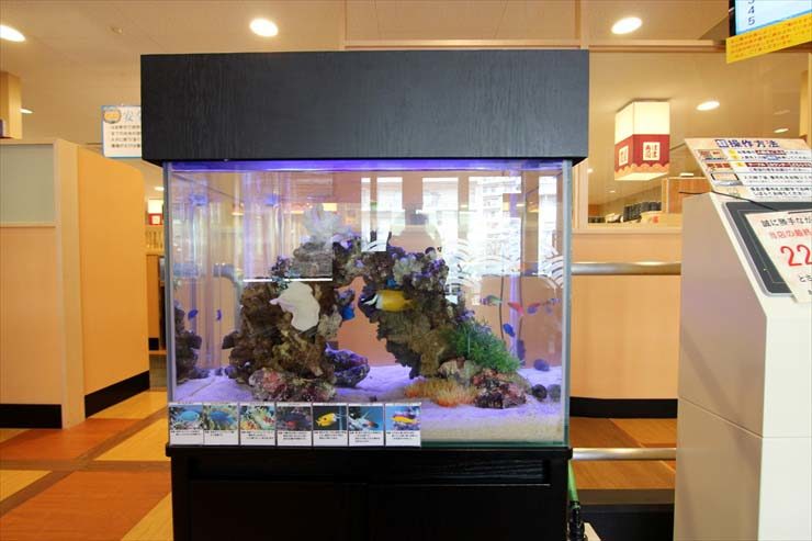大田区 飲食店様 60cm海水魚水槽 設置事例 水槽画像2