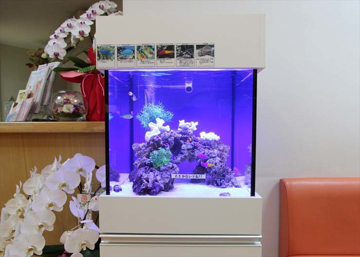 神奈川県横浜市 小児科様  45cm海水魚水槽 設置 レンタル事例 水槽画像３