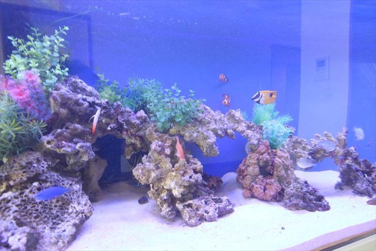 港区 企業様 120cm海水魚水槽 設置事例 水槽画像3
