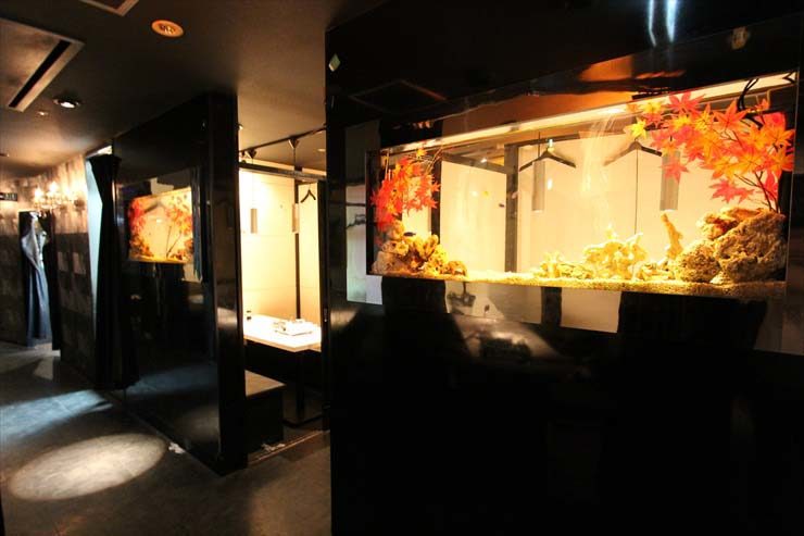 渋谷区 飲食店様 水槽設置事例 水槽画像1