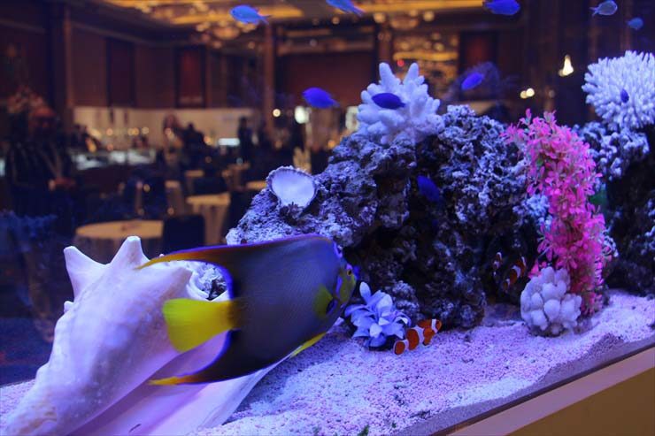 名古屋ジュエリーイベント 120cm海水魚水槽 設置事例 水槽画像3