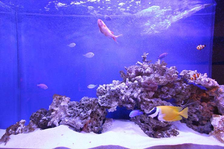 東京都新宿区 飲食店様 120cm海水魚水槽 販売事例 水槽画像3