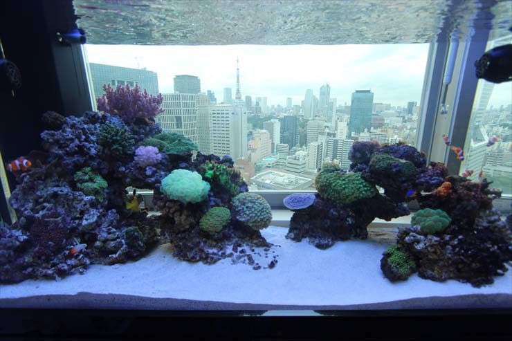 都内 個人宅様 120cm海水魚水槽 設置事例 水槽画像2