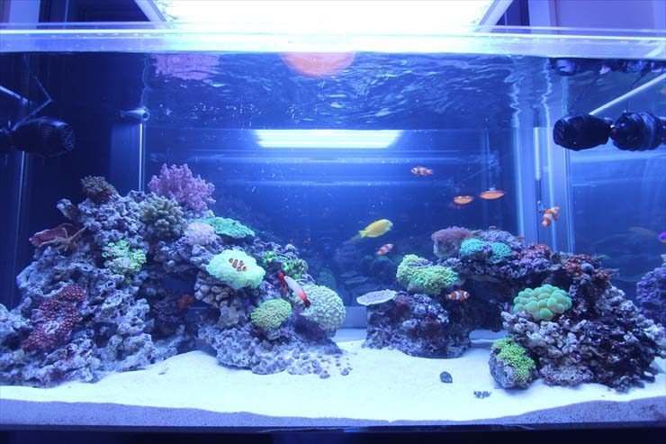 都内 個人宅様 120cm海水魚水槽 設置事例 水槽画像3