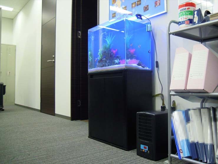 神奈川県横浜市 企業様 60cm海水魚水槽 設置事例 水槽画像1