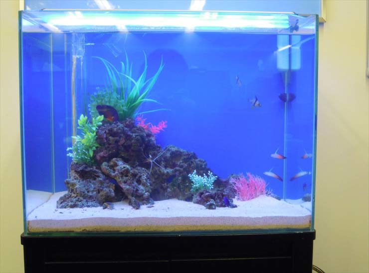 神奈川県横浜市 企業様 60cm海水魚水槽 設置事例 水槽画像3