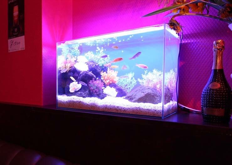 ピンクの照明に照らされた熱帯魚水槽とシャンパンボトル