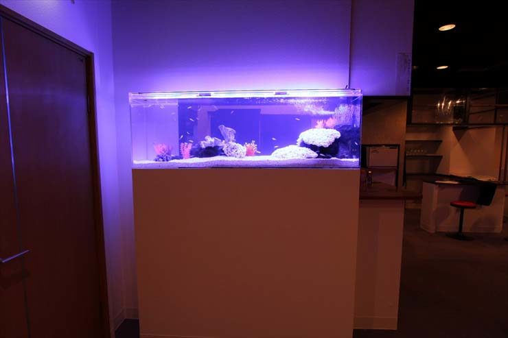 江戸川区 飲食店様 150cm淡水魚水槽 設置事例 水槽画像2