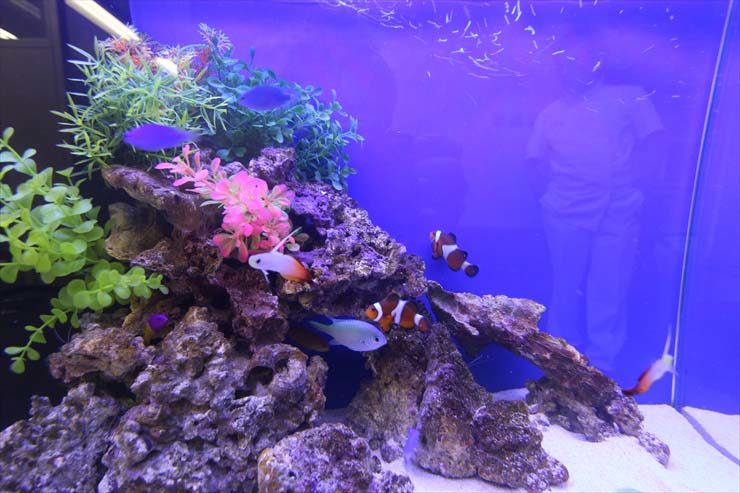 八王子市 クリニック様 60cm海水魚水槽 レンタル事例 水槽画像3
