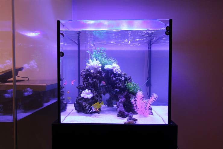 東京都新宿区 企業様  45cm海水魚水槽  レンタル事例 水槽画像３
