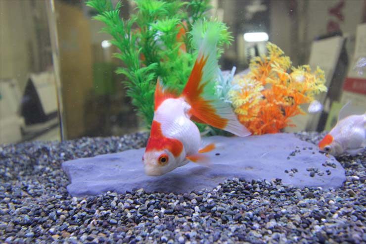 人工水草と平らな石を配置した水槽で泳ぐ紅白の金魚