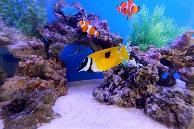 東京都練馬区 飲食店様 120cm海水魚水槽 設置事例 水槽画像3