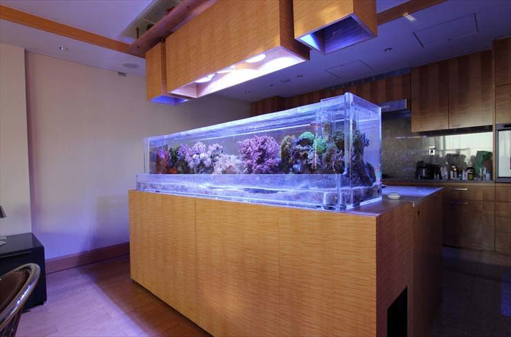 新宿区 個人宅 海水魚水槽 設置事例