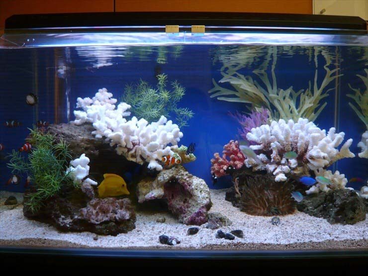 東京都千代田区 企業様 90cm海水魚水槽 設置事例 水槽画像2