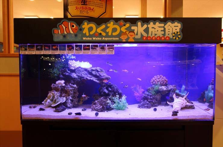 東京都三鷹市 飲食店 120cm海水魚水槽 設置事例 水槽画像3