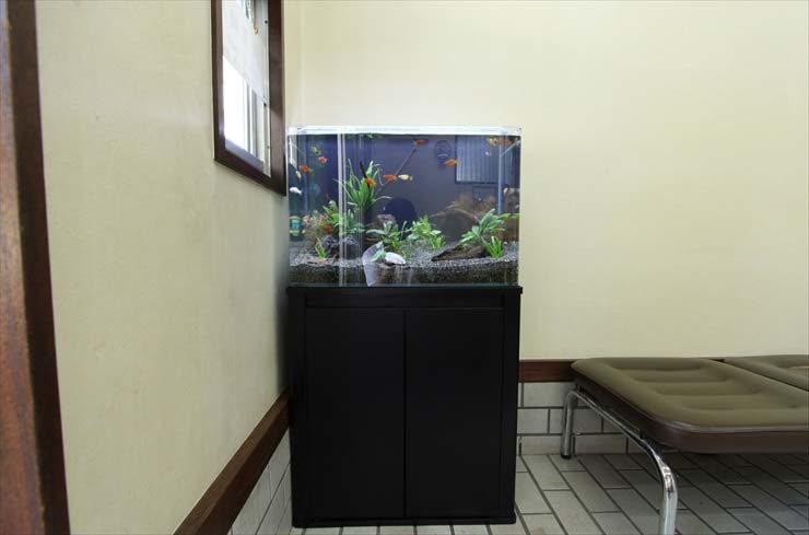 東京都練馬区 薬局様 60cm淡水魚水槽 レンタル事例 水槽画像2