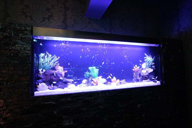 東京都 ファルファーラ様  160cm淡水魚水槽  設置事例のサムネイル画像