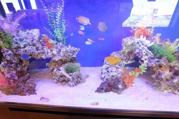 千葉県木更津市 飲食店様 120cm海水魚水槽 設置事例 水槽画像3