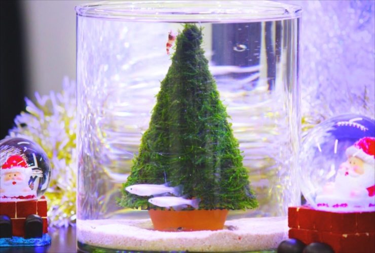 クリスマス特集 水槽設置事例 水槽画像1