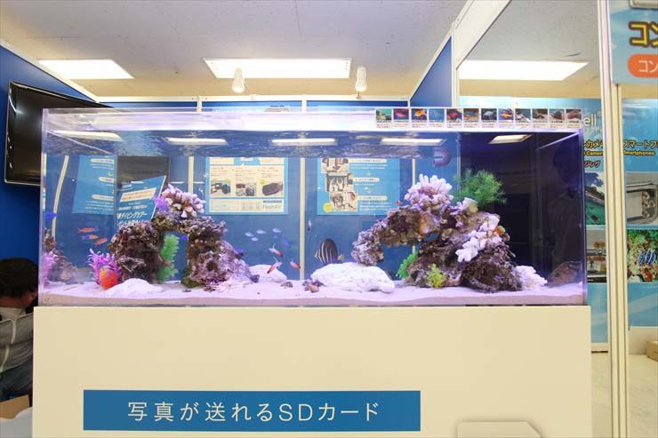 東京都豊島区 サンシャインイベント 水槽設置事例 水槽画像3