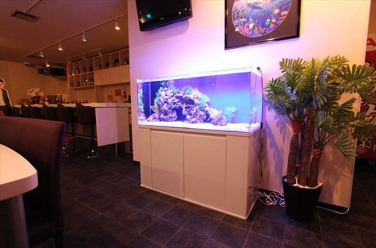 神奈川県横浜市 飲食店様 120cm海水魚水槽 設置事例 水槽画像2