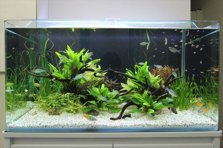 流木と水草を配置した熱帯魚水槽のレイアウトイメージ
