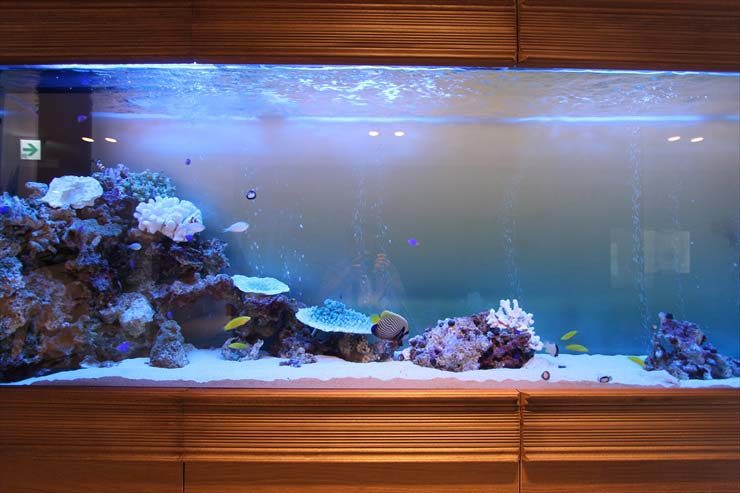 千葉県木更津市 結婚式場様 300cm海水魚水槽 メンテナンス事例 水槽画像3