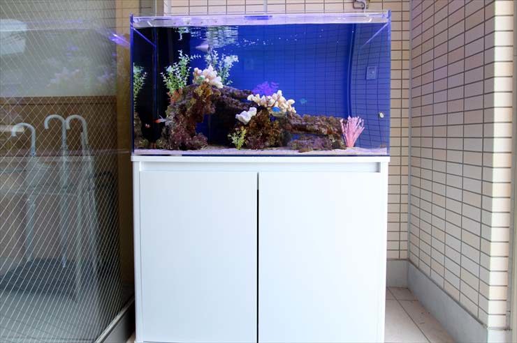 足立区 保育園様 90cm海水魚水槽 設置事例 水槽画像2
