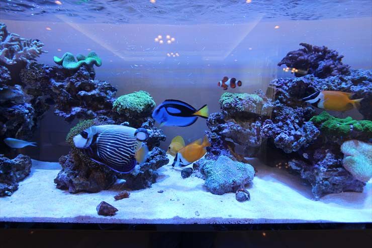 サンゴ岩と海水魚が泳ぐ大型の海水魚水槽の全景