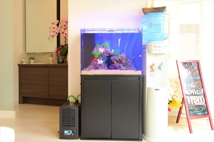 神奈川県横浜市 歯科医院様に設置 アクアリウム(60cm海水魚水槽)の事例 水槽画像2