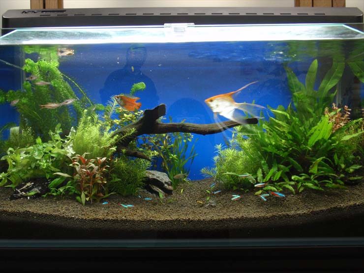 港区 企業様 オフィスの水槽レンタル事例 90cm淡水魚水槽 水槽画像3