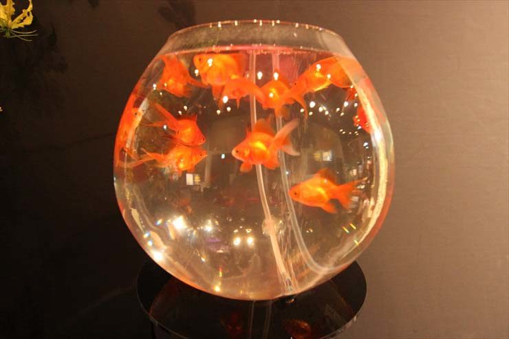 丸い金魚鉢の中で泳ぐ複数の赤い金魚