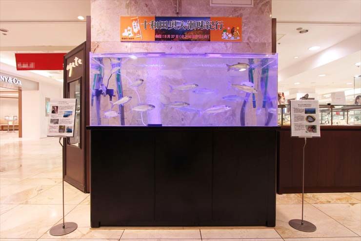千葉県柏市 高島屋 イベント 150cmヒメマス水槽 短期レンタル事例 水槽画像2