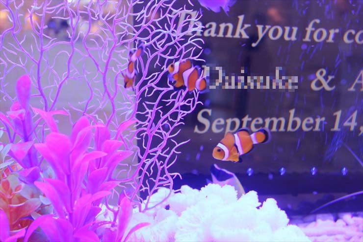 神奈川県横浜市 ウェディング水槽 短期水槽レンタル事例 水槽画像3