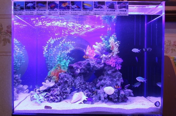 板橋区　こどもクリニック　60cm海水魚水槽　水槽リース事例 水槽画像２