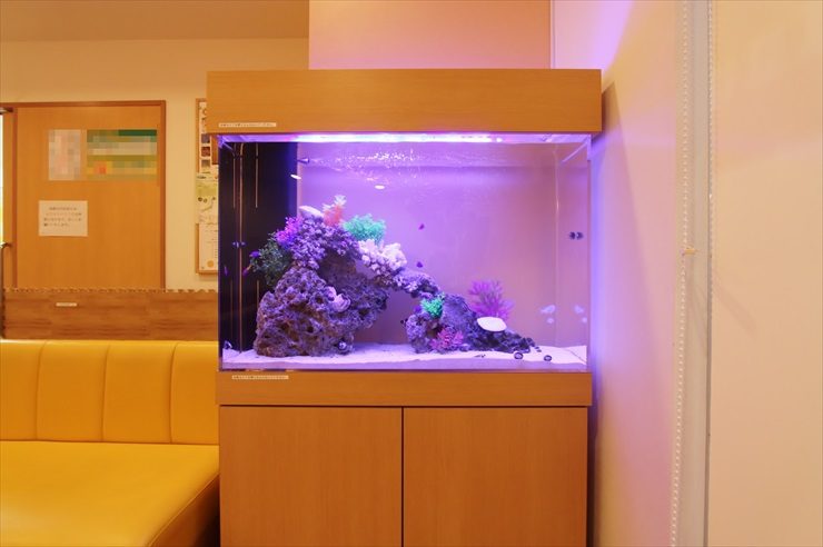 板橋区 耳鼻咽喉科クリニック 90cm海水魚水槽 レンタル事例 水槽画像2
