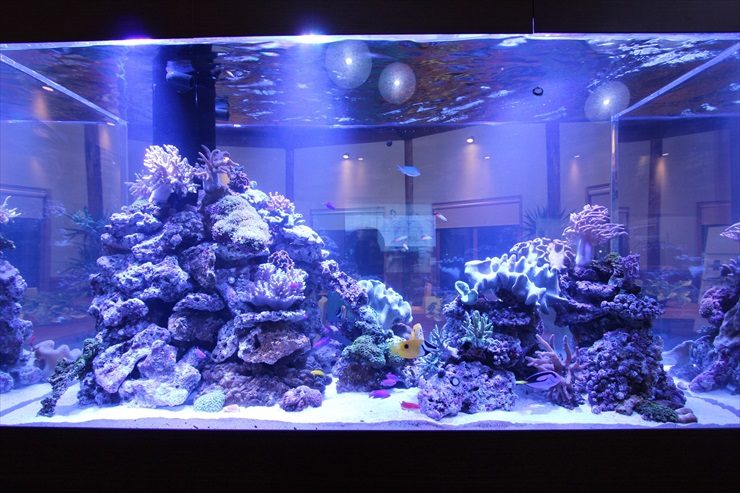 企業施設 170cm海水魚水槽 販売・設置事例 水槽画像3