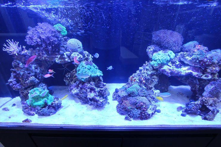 千葉県船橋市 オフィスの受付 120cm海水魚水槽 レンタル事例 水槽画像3
