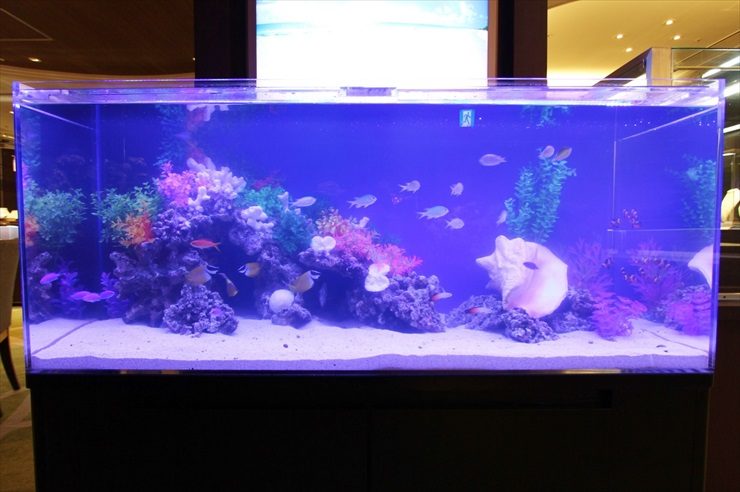短期イベント 120cm海水魚水槽 設置事例 水槽画像3
