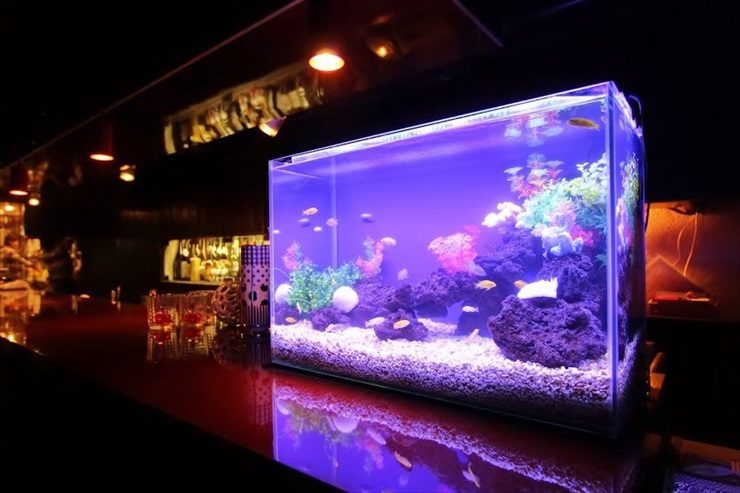 世田谷区 飲食店 60cm淡水魚水槽 水槽レンタル事例 水槽画像1