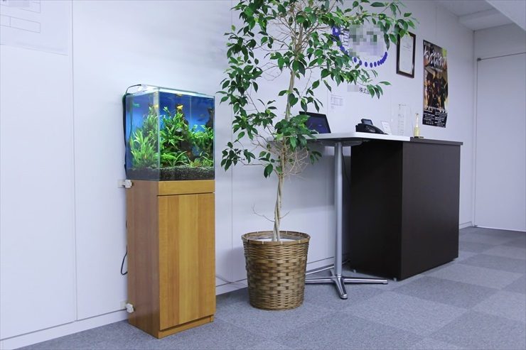 小型水槽は、観葉植物のように観賞できます