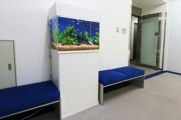 港区 オフィスのエントランス 60cm淡水魚水槽 レンタル事例 メイン画像