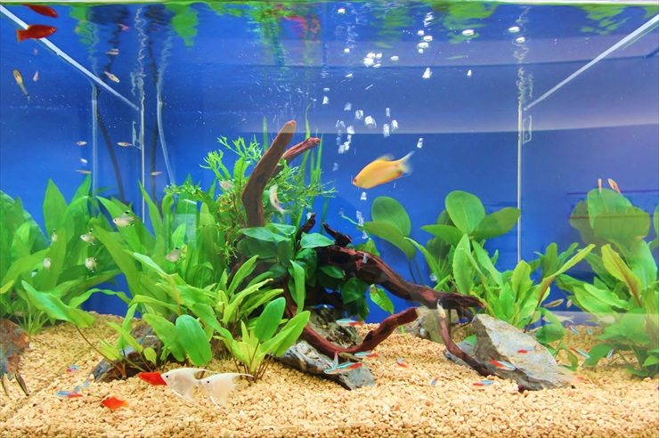 港区 オフィスのエントランス 60cm淡水魚水槽 レンタル事例 水槽画像3