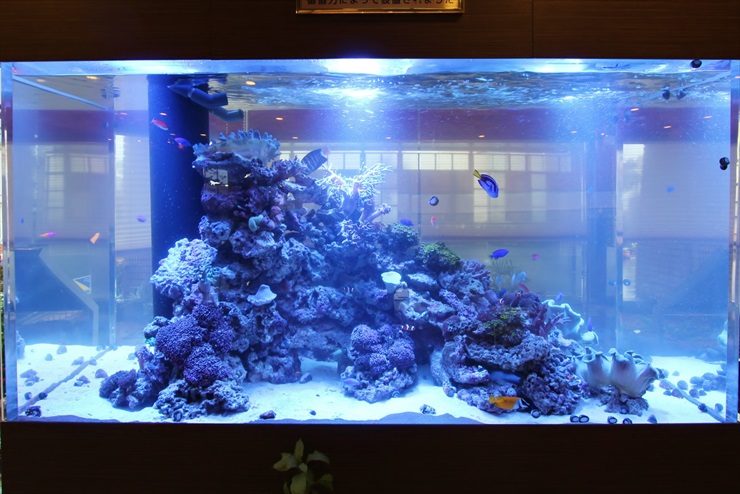 神奈川県藤沢市 オフィス ロビーに設置 海水アクアリウム 水槽販売事例 水槽画像3
