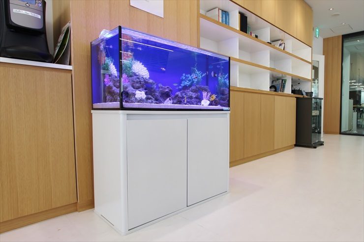 中央区銀座 不動産会社 90cm海水魚水槽 設置事例 メイン画像