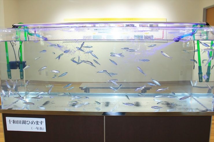 観光交流センターに設置 大型ヒメマス水槽のサムネイル画像