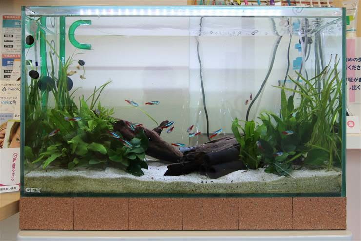 神奈川県横浜市 歯科クリニック様 60cm淡水魚水槽 リニューアル事例 水槽画像1