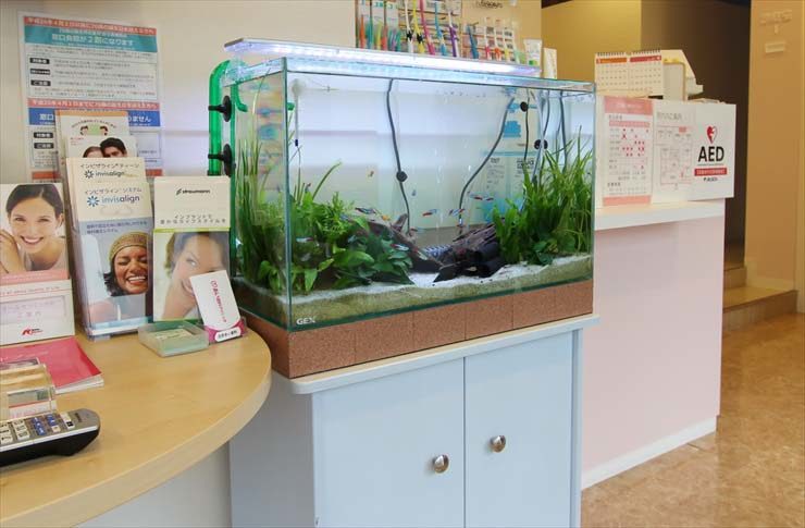 神奈川県横浜市 歯科クリニック様 60cm淡水魚水槽 リニューアル事例 水槽画像2